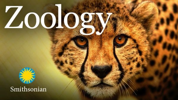 Zoology: Understanding the Animal World
