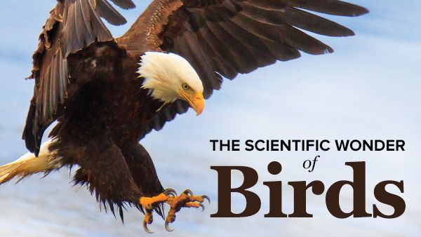 The Scientific Wonder of Birds
